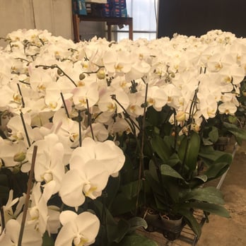 South Pacific Orchids - Nurseries & Gardening Near Me - Gilroy, California South Pacific Orchids - Nurseries & Gardening Near Me - Gilroy, California