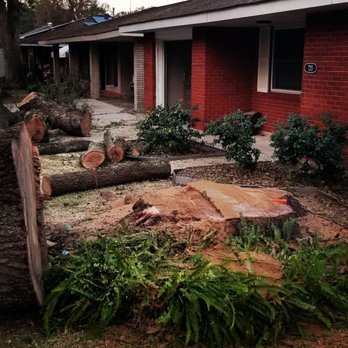 Jayroe's Stump Grinding - Big live oak stump - Tree Services Near Me Jayroe's Stump Grinding - Big live oak stump - Tree Services Near Me