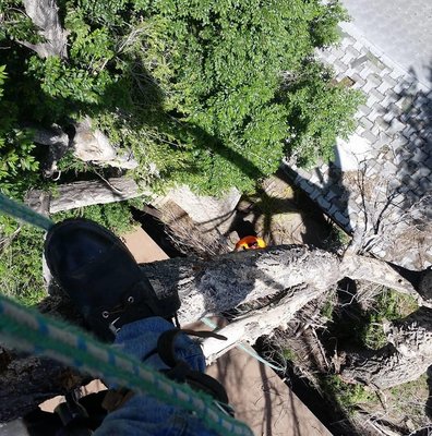 Tree Selects and Landscaping