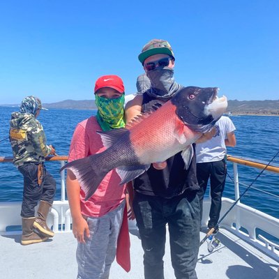 Dana Wharf Sportfishing & Whale Watching Dana Point by null