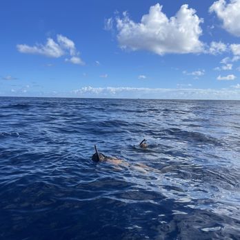 One Ocean Diving - Free Diving Near Me - Haleiwa, Hawaii One Ocean Diving - Free Diving Near Me - Haleiwa, Hawaii