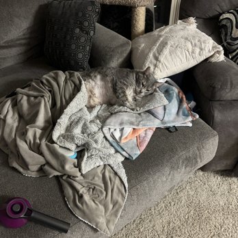 Paw In Hand - Rest in peace my baby boy - Veterinarians Near Me