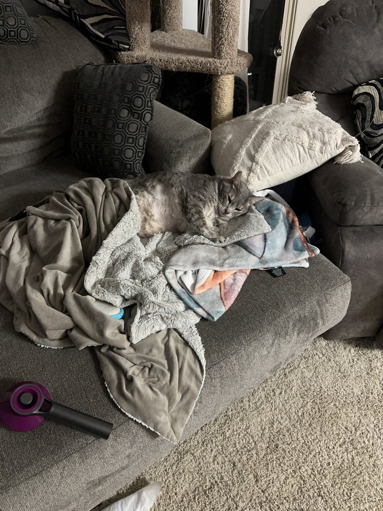 PAW IN HAND Chino Hills, California Veterinarians Phone Number Yelp