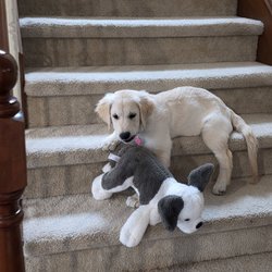 My Golden Retriever Puppies
