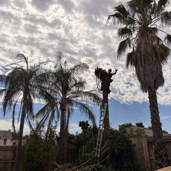 North Ridge Tree Service - Tree Services Near Me North Ridge Tree Service - Tree Services Near Me
