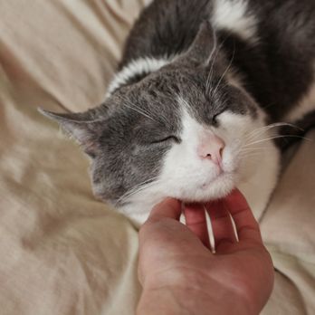Cherished Cats Pet Sitting - Pet Sitting Near Me - Spotsylvania Courthouse, Virginia Cherished Cats Pet Sitting - Pet Sitting Near Me - Spotsylvania Courthouse, Virginia