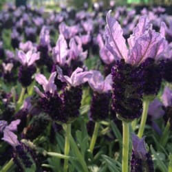 Windyridge Nurseries