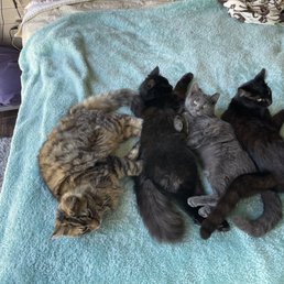 Morty, Toby, Mabel and Ruthie. Found these guys in our neighbors yard. All got fixed at Napa Humane! Morty, Toby, Mabel and Ruthie. Found these guys in our neighbors yard. All got fixed at Napa Humane!