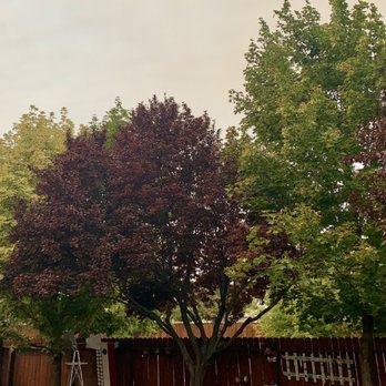 Turner Tree Service - Tree"s after trimming! - Tree Services Near Me