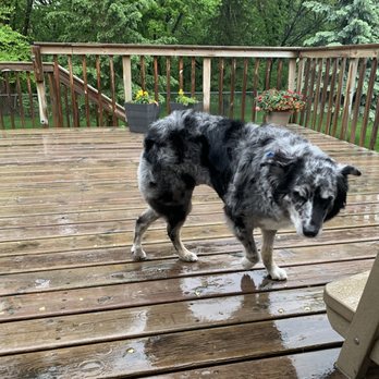 Grooming D Tails - Doesn't like the rain but he does like his groom. - Pet Groomers Near Me - Savage, Minnesota Grooming D Tails - Doesn't like the rain but he does like his groom. - Pet Groomers Near Me - Savage, Minnesota