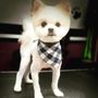 Photo of Ma & Paws Pet Grooming