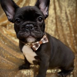 Save A Bow Wow Rescue