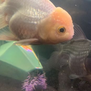Coast Gem USA - 1st fishes face and how the dots kept on multiplying just having it 24 hours. Plus my own silver goldfish. She is still fine to this day btw - Aquarium Services Near Me - National City, California