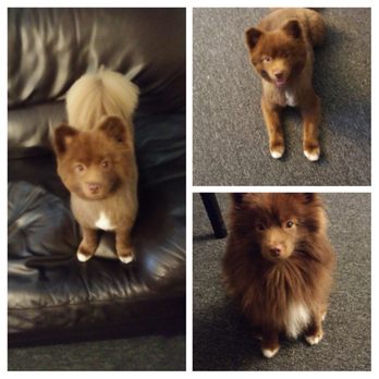 Magic Groomer - Before picture bottom right other two are the after. Isn't Yogi so handsome! - Pet Sitting Near Me - Arcadia, California