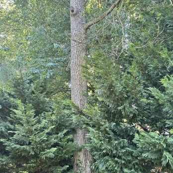 A&J Tree Service - Another pic of dead Sassafras tree to be removed. - Tree Services Near Me A&J Tree Service - Another pic of dead Sassafras tree to be removed. - Tree Services Near Me