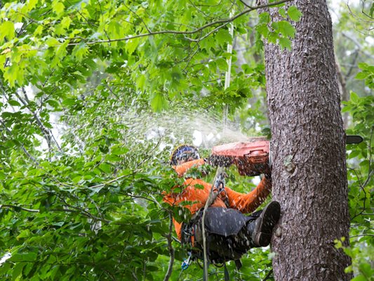 For Visiting - Expert Local Tree Service. 20+ Years Experience 🌳 Serving South Eastern WI 🌲 Removal, Clean Up, Trimming, and more. Give us a call today!