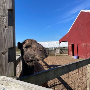 Eckert's Millstadt Fun Farm - Hello - Pick Your Own Farms Near Me - Millstadt, Illinois
