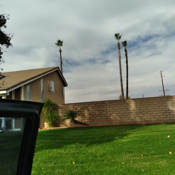 Moran Tree Services - Mexican palms - Tree Services Near Me Moran Tree Services - Mexican palms - Tree Services Near Me