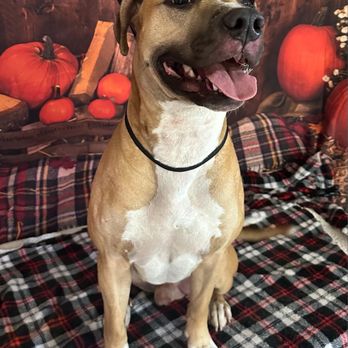 Justynes Dog Grooming - Rocco - Pet Groomers Near Me - Spanaway, Washington
