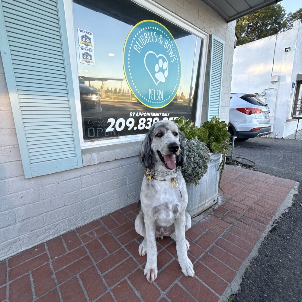 Bubbles & Bows Pet Spa - Groomed my small horse and he looks amazing!! - Pet Groomers Near Me - Escalon, California Bubbles & Bows Pet Spa - Groomed my small horse and he looks amazing!! - Pet Groomers Near Me - Escalon, California