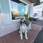 Photo of Bubbles & Bows Pet Spa