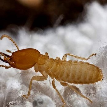 Bio-Tech Pest Control - formosan termite - Pest Control Near Me - Katy, Texas Bio-Tech Pest Control - formosan termite - Pest Control Near Me - Katy, Texas