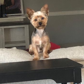 Moondoggies Pet Spa - Pet Groomers Near Me - Riverside, California Moondoggies Pet Spa - Pet Groomers Near Me - Riverside, California