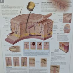 Perry Dermatology and Dermatopathology