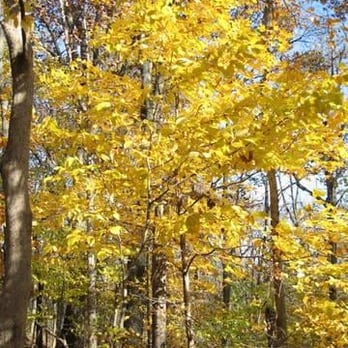 Mississinewa Lake - fall colour - Lakes Near Me - Peru, Indiana