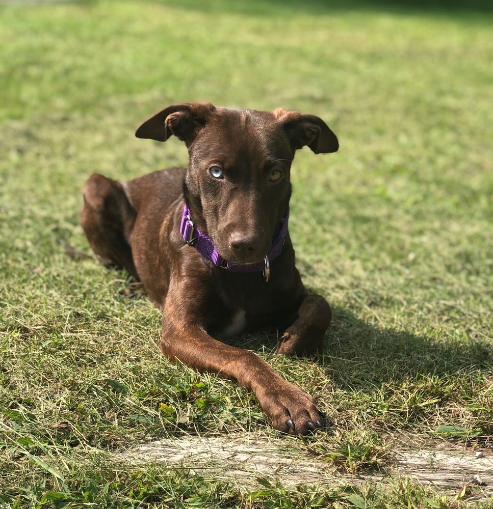 ANIMAL EMERGENCY CENTER NOVI Updated August 2024 33 Photos & 109