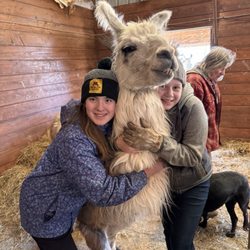 Alpenwood Alpacas - Hugging llamas