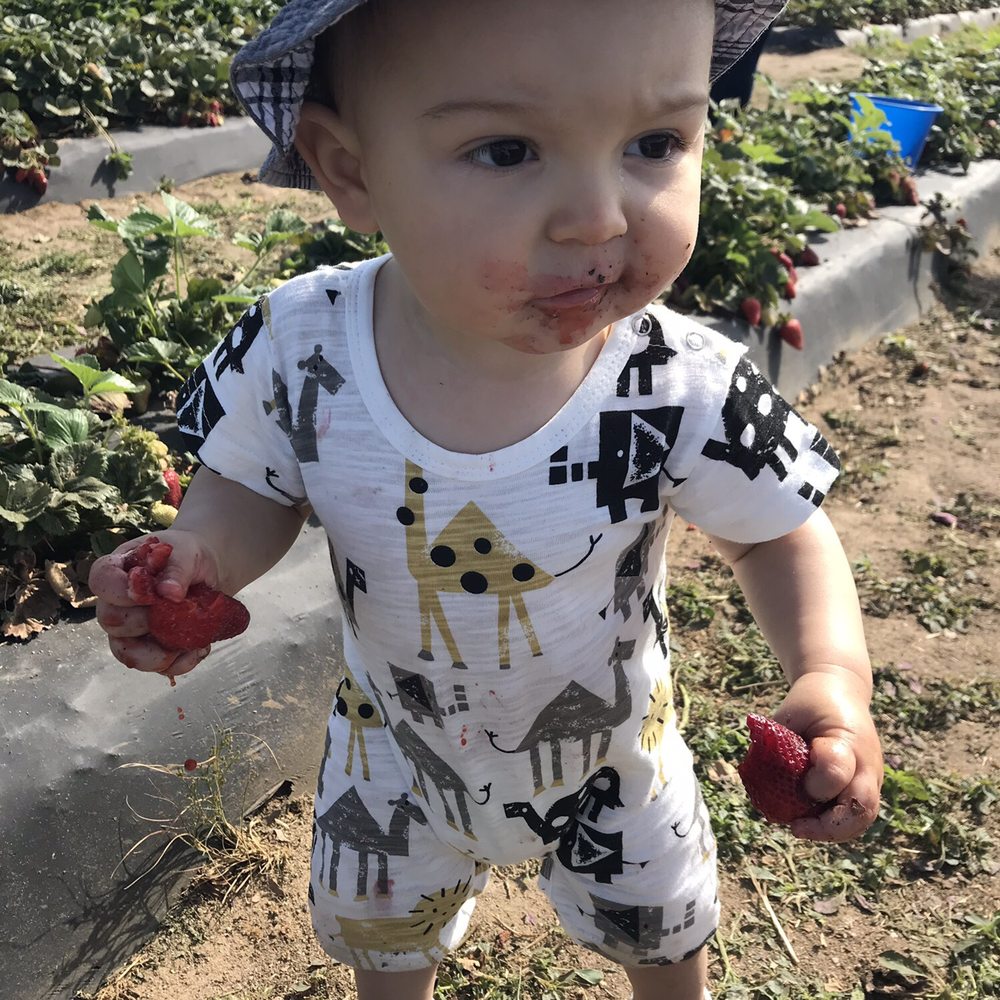 VanderHelm Farms - Harrison age 1 year old enjoying some tasty strawberries. - Farms Near Me - Modesto, California