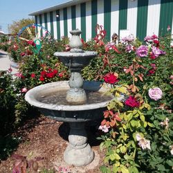 Twin Falls County Fair - Beautiful roses