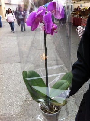 Associated Students Farmers Market by null