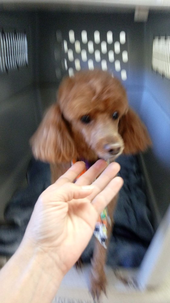 BATH AND BISCUITS MOBILE PET GROOMING 17 Photos Winthrop, Maine