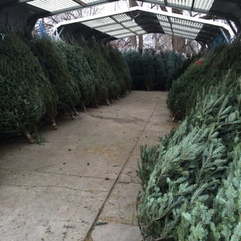 Cirian's Farmers Market - Rows of Christmas Trees! - Nurseries & Gardening Near Me - Omaha, Nebraska