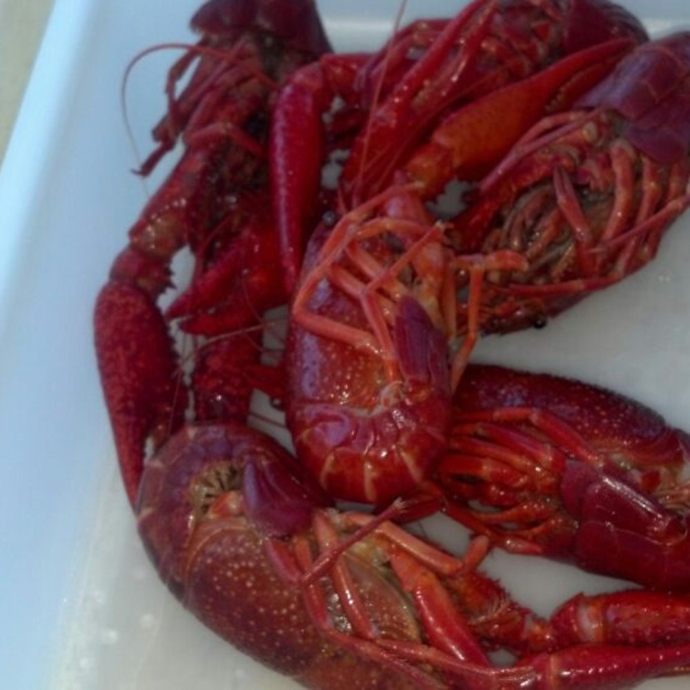 IKEA - Crawfish - Scandinavian Near Me - Portland, Oregon IKEA - Crawfish - Scandinavian Near Me - Portland, Oregon
