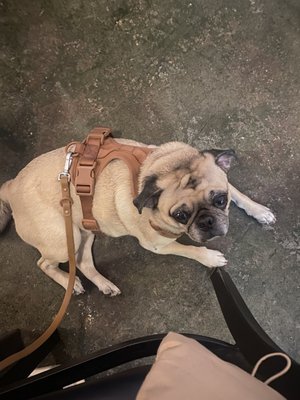 Level Beer: Level 3 Buckman Kerns by null