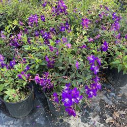 Sieffert's Nursery