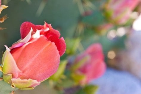 Canyon Ranch Tucson by null