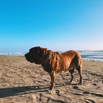 Valley Pet Loss Center - Beautiful girl - Pet Cremation Services Near Me - Livermore, California
