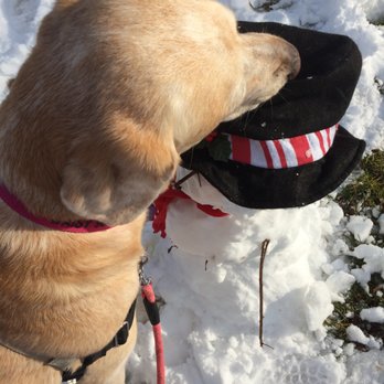 Cambridge Canines - Why won't he play with me? - Dog Walkers Near Me - Cambridge, Massachusetts