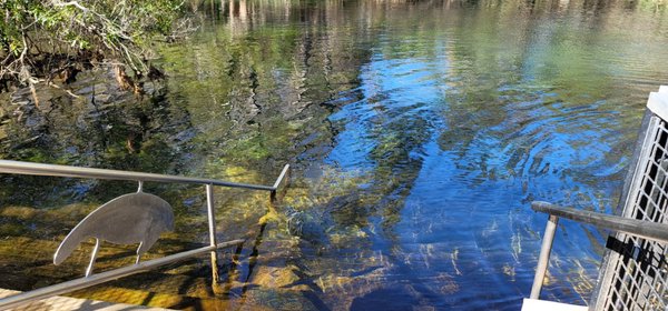Manatee Springs by null