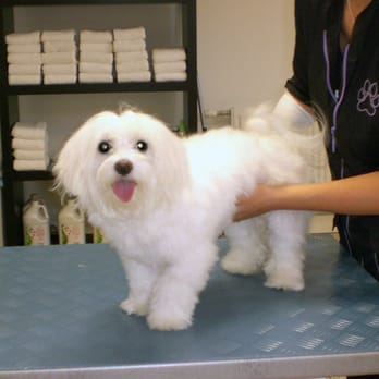 Hundesalon Hunde Palast - Hundesalon Hunde Palast Hundepflege - Pet Groomers Near Me - Vienna, 9 Hundesalon Hunde Palast - Hundesalon Hunde Palast Hundepflege - Pet Groomers Near Me - Vienna, 9