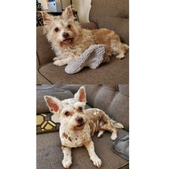 Paws Above the Rest - Before & After pictures of Sharon's amazing work! - Dog Walkers Near Me - Westminster, California Paws Above the Rest - Before & After pictures of Sharon's amazing work! - Dog Walkers Near Me - Westminster, California