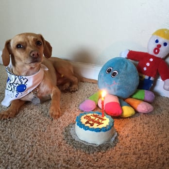 gussied up dog boutique