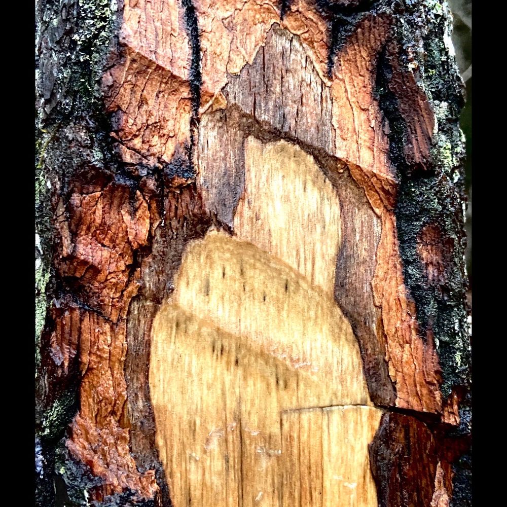 Fall Creek Falls State Park - Tree in park cut away by another falling tree. - Parks Near Me - Spencer, Tennessee