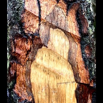 Fall Creek Falls State Park - Tree in park cut away by another falling tree. - Parks Near Me - Spencer, Tennessee
