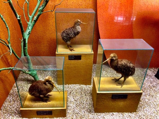 Museum of Natural History “Giacomo Doria” by null