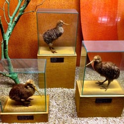 Museo civico di Storia Naturale Giacomo Doria - I kiwi!!!